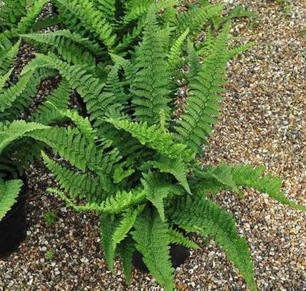 Fougère persistante Polystichum setiferum - 6 plants robustes en pot