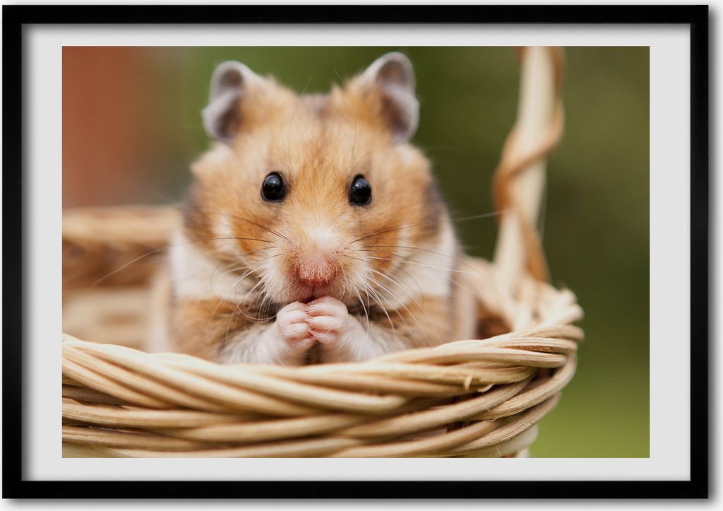 Bild - Bilder - Bilderrahmen - 70 cm x 50 cm - MDF-Rahmen, Wandkunst Hamster im Korb