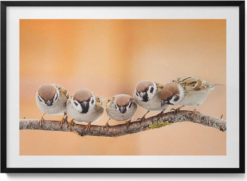 Vögel auf einem Zweig– Wandbild mit Rahmen – Gerahmtes Bild – Wanddekoration – 100x70 cm – Schwarz Rahmen
