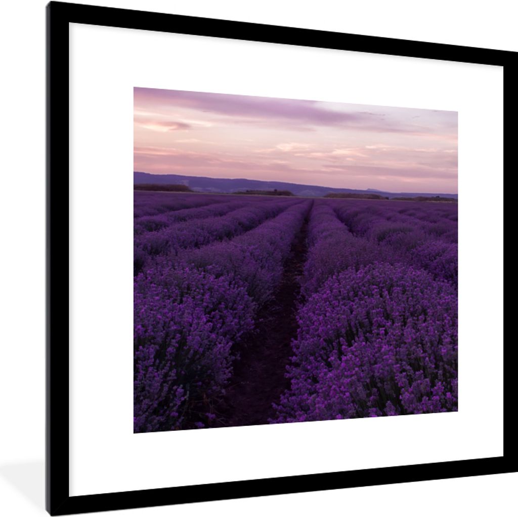 MuchoWow Gerahmtes Poster Lavendel - Lila - Blumen - Natur 40x40 cm - Poster mit Schwarzem Bilderrahmen Wandposter Rahmen Foto Bilder - Poster - ...