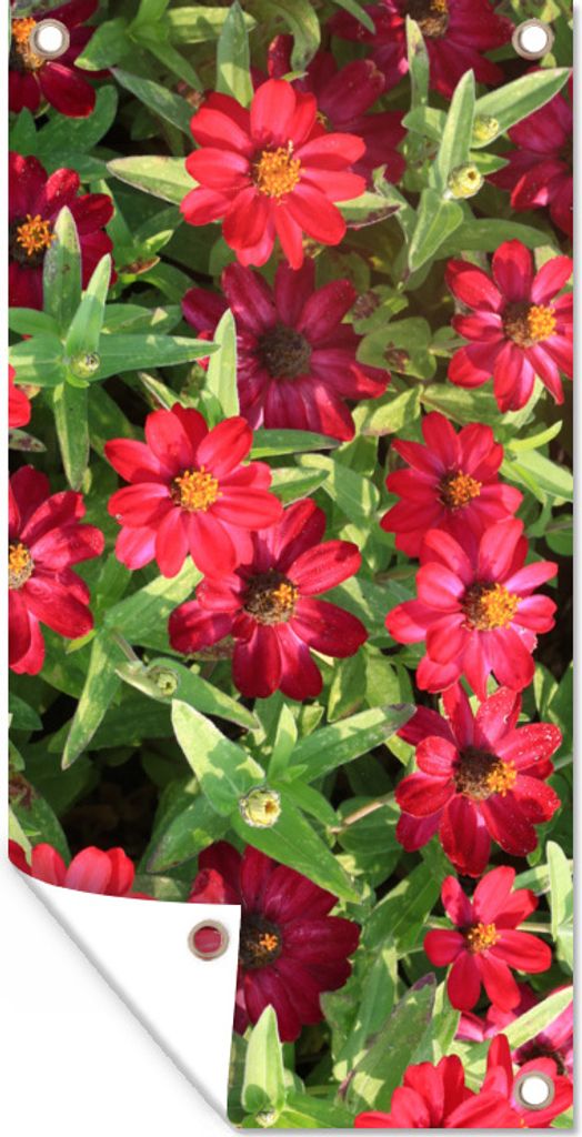 MuchoWow 40x80 cm Outdoor-Poster Gartendeko Sichtschutz Garten Poster für den Garten Rote Zinnienblüten an einem sonnigen Tag