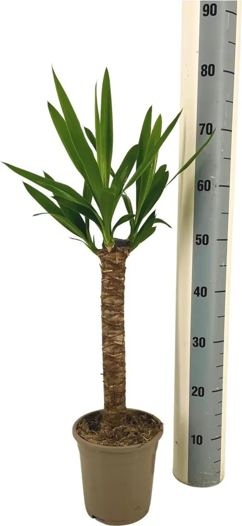 Yucca Elephantipes Plante Robuste - La Solution Déco sans Arrosage