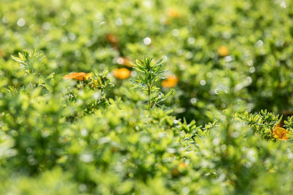 Potentilla fruticosa 'Bella Sol', Fingerstrauch, gelb-orange, 30–40 cm