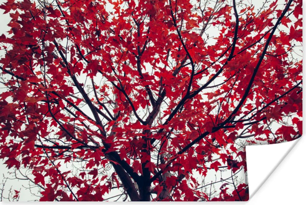 MuchoWow Poster Ahorn - Blätter - Herbst - Natur 30x20 cm - Plakate - Print