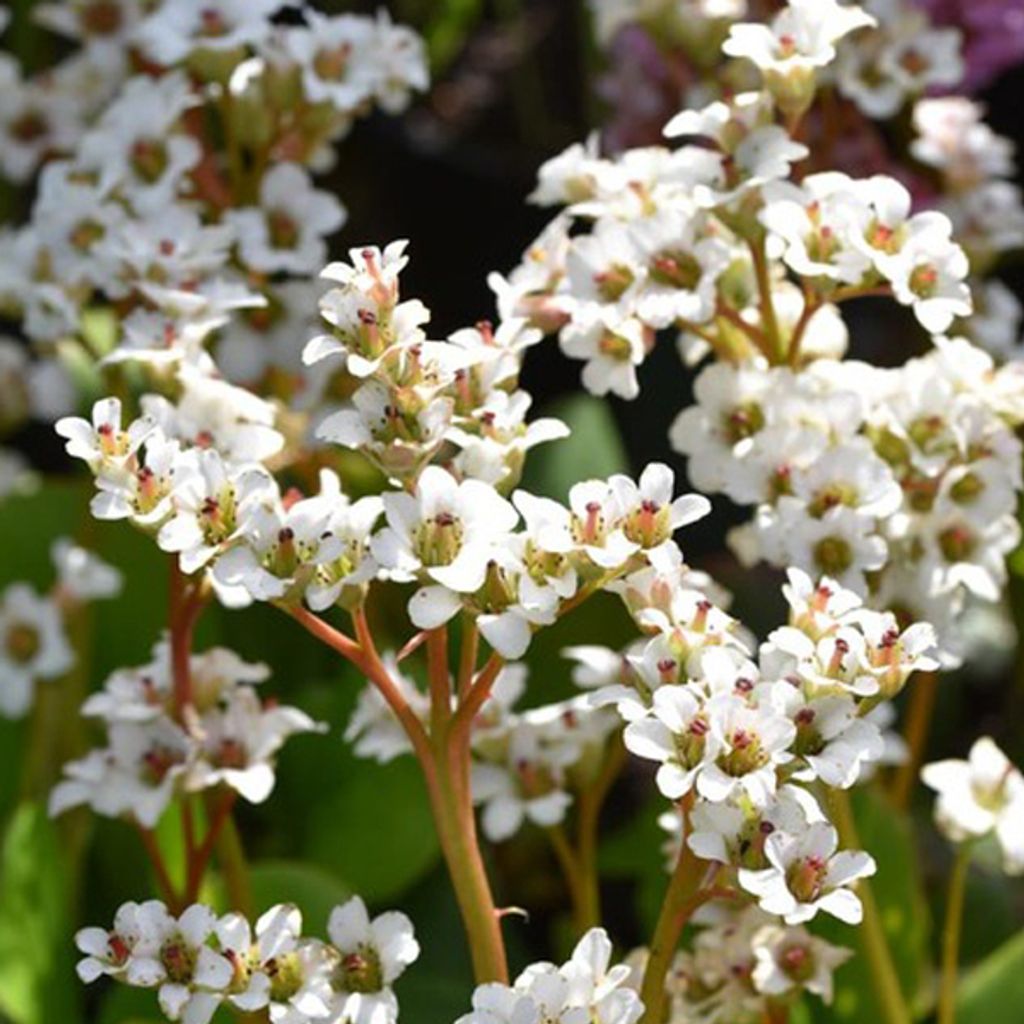 6 x Bergenie - Bergenia 'Bressingham White' | Topf 9cm x 9cm