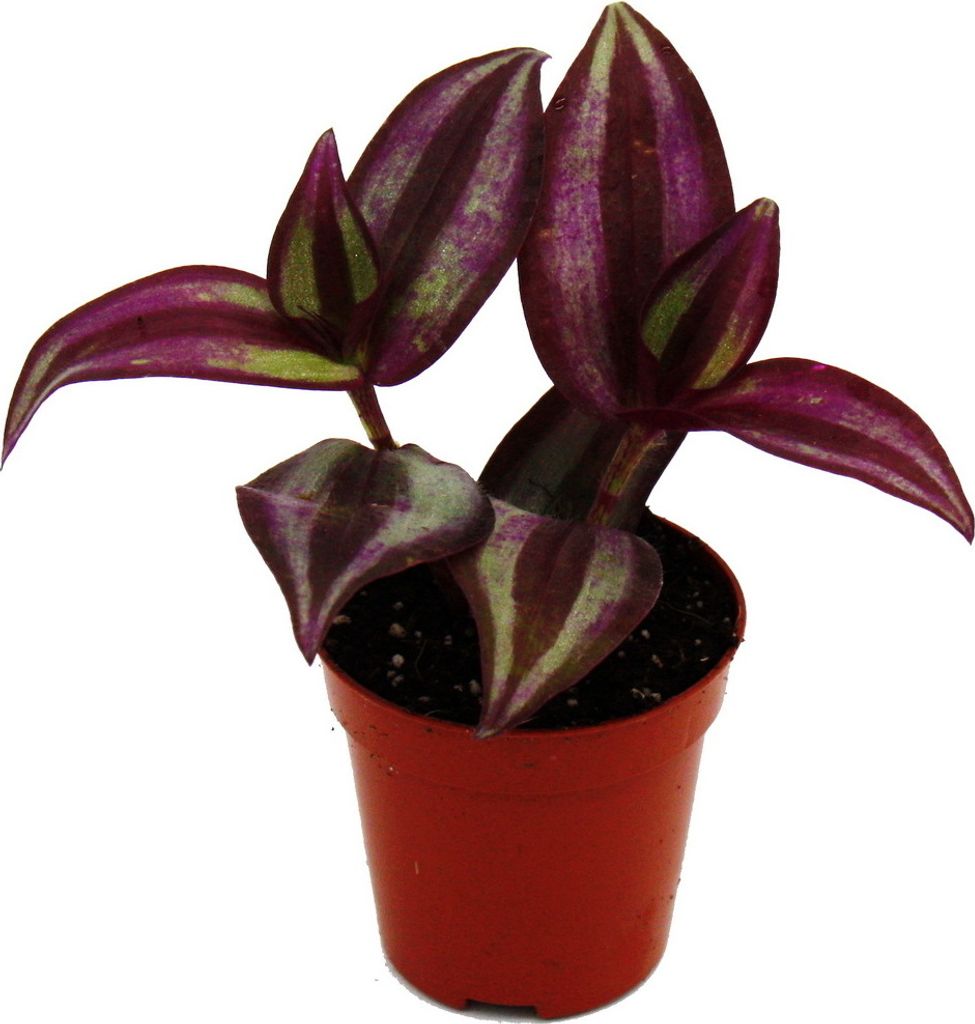 Mini plante - Tradescantia « Purple » - fleur à trois Image du produit 