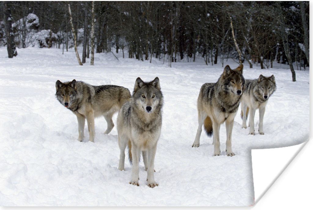 MuchoWow Poster Wolf - Schnee - Kanada 120x80 cm - Bilder