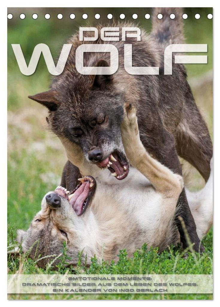 Emotionale Momente: Der Wolf. (Tischkalender 2027 DIN A5 hoch), CALVENDO Monatskalender