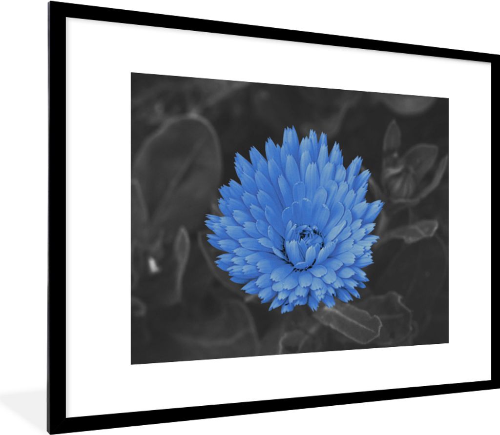 MuchoWow® Gerahmtes Poster Blumen - Schwarz - Weiß - Blau Produktbild 