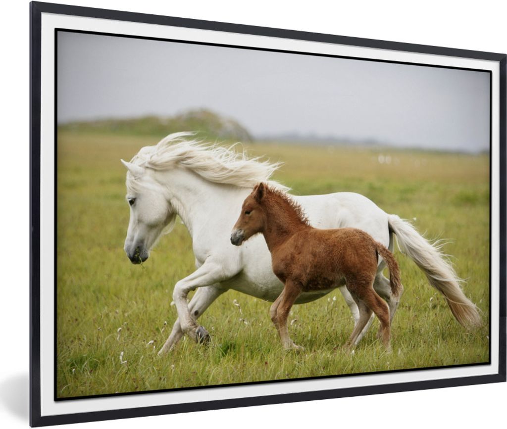 MuchoWow Gerahmtes Poster Pferde - Tiere - Gras 60x40 cm - Poster mit Schwarzem Bilderrahmen Wandposter Rahmen Foto Bilder - Printing - Wanddeko ...