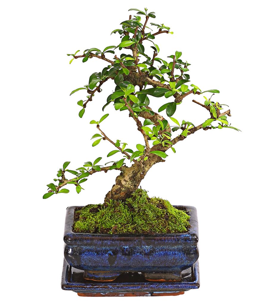 Dehner Bonsai Fukientee, Carmona microphylla, Kaufland.de