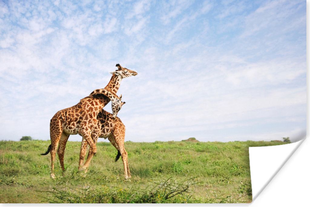 MuchoWow Poster Zwei Giraffen in den Savannen des Serengeti-Nationalparks in Afrika 120x80 cm - Bilder