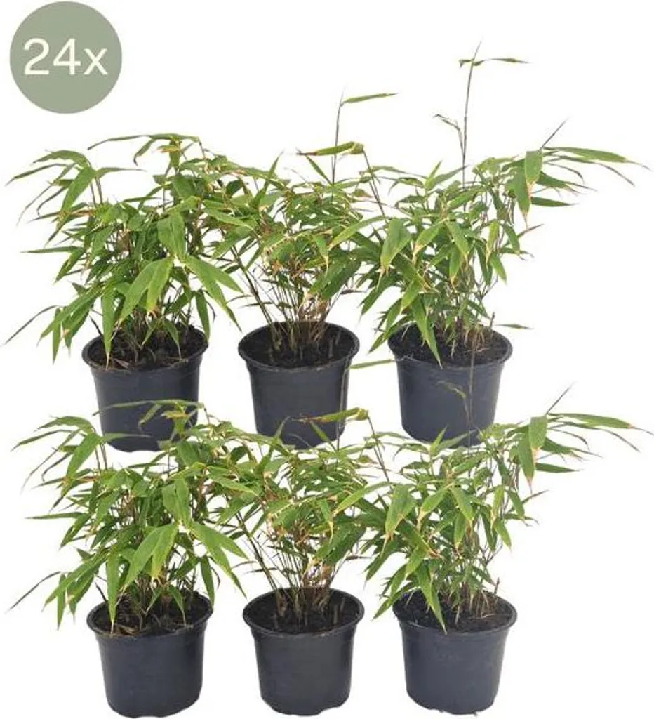 Bambou Rustique Fargesia Rufa Entretien Facile Lot de 24 Plants de 25 cm