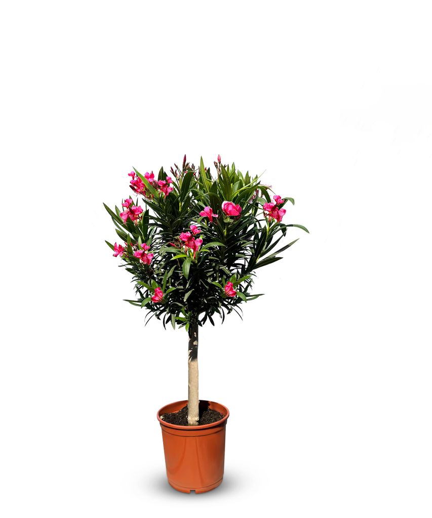 Sunny Tree - Plante - Laurier-rose sur tige - Nerium Image du produit 