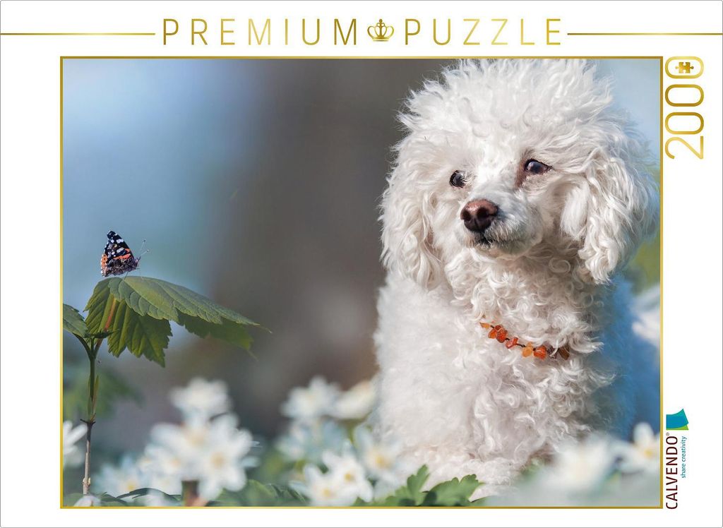 CALVENDO Puzzle Weißer Zwergpudel mit schwarzem Admiral 2000 Teile Puzzle quer | 2000 Teile Lege-Größe 90x67cm Foto-Puzzle für glückliche Stunden