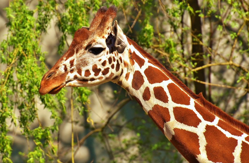 hansepuzzle 75297 - Giraffe Puzzle, 500 Teile, Tierwelt, 46,0 x 30,0cm mit hochwertiger Aufbewahrung, Kartonbox und wiederverschließbarem Beutel