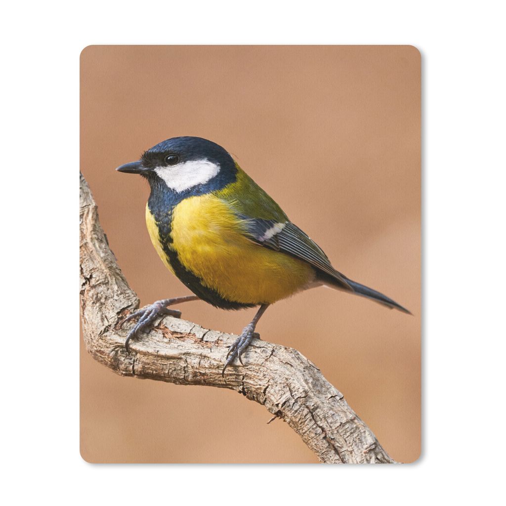 MuchoWow Mauspad Mousepad Vogel - Kohlmeise - Zweige 30x40 cm - Mousepads - Maus Mat - Pad - Mausunterlage - Mausmatten