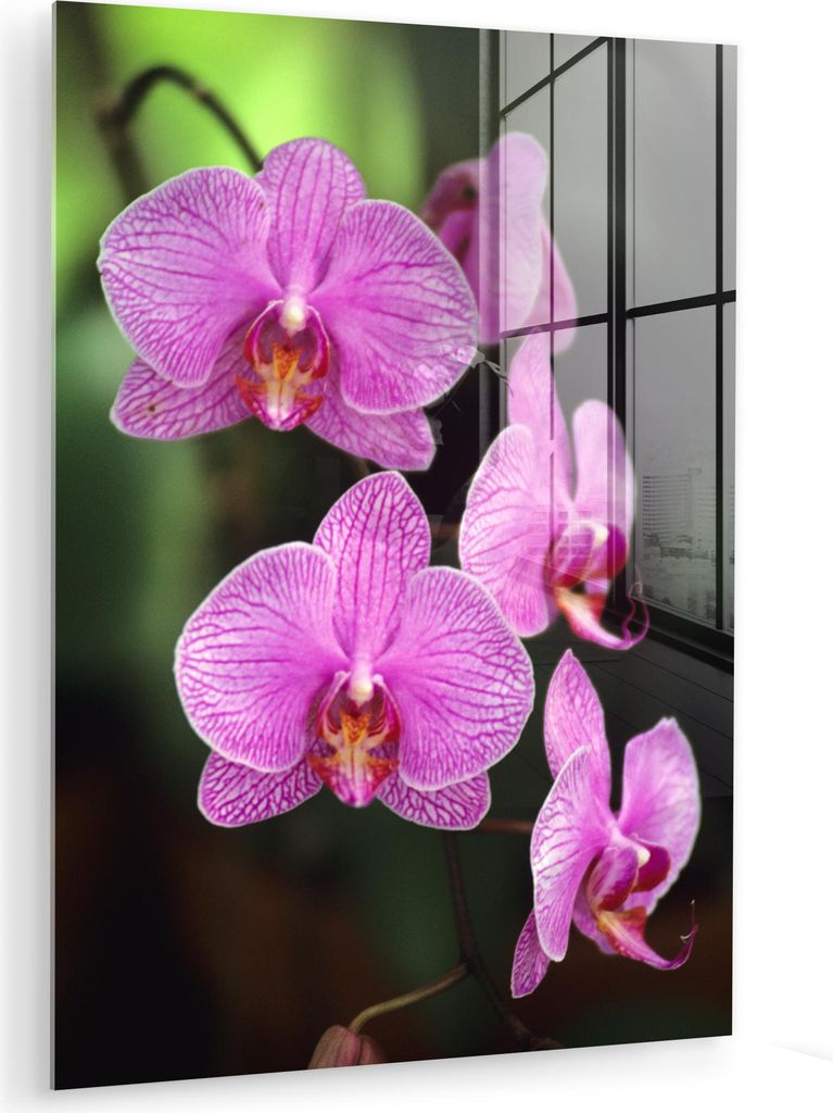 MuchoWow Glasbilder - Bilder auf Wandbild - Foto auf Glas Rosa Orchidee 60x80 cm Wanddekoration aus Glas - Acrylglasbild - Acrylbilder - Foto