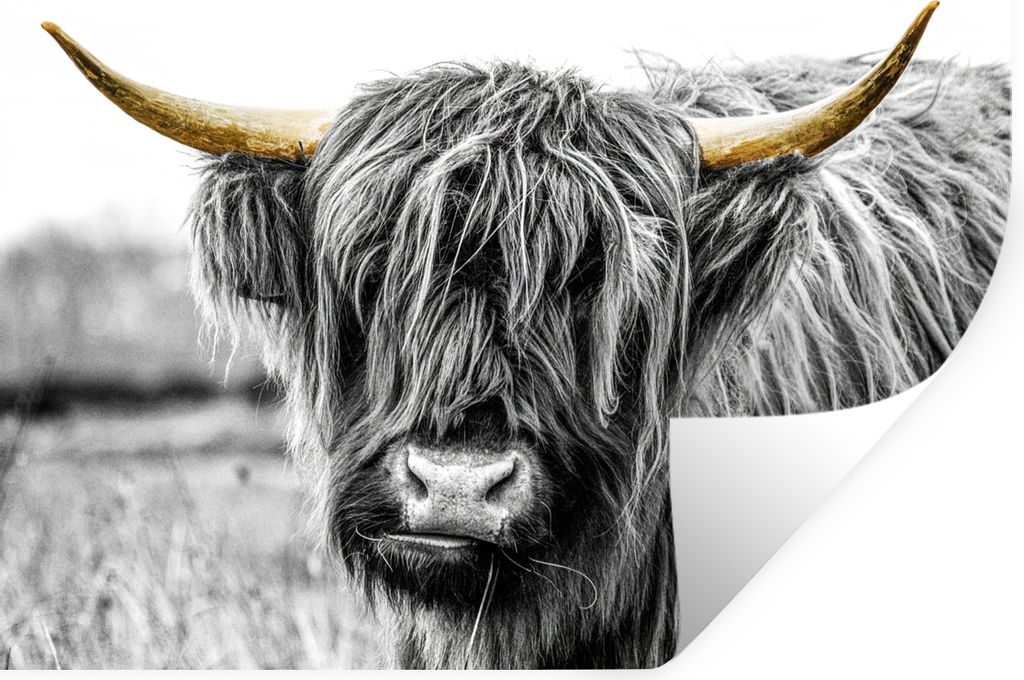 MuchoWow Wandtattoo Wandsticker Wandaufkleber Schottischer Highlander - Kuh - Schwarz - Gold 160x120 cm Selbstklebend und Repositionierbar - Selb...