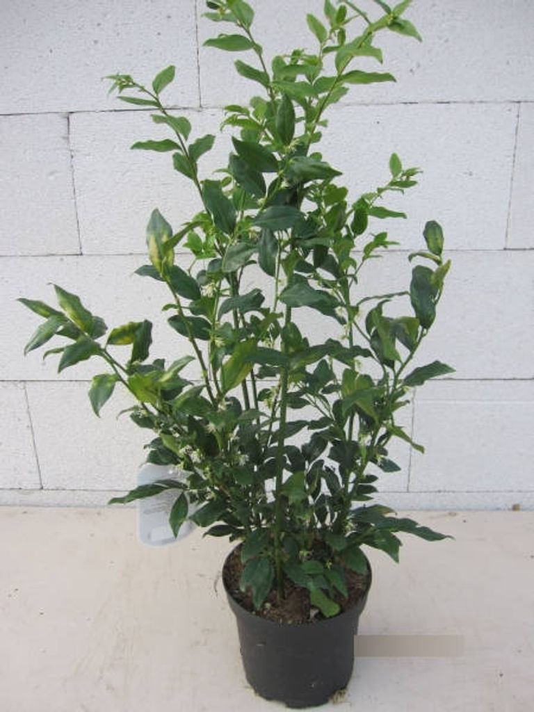 Aufrechte Schleimbeere - Fleischbeere - Sarcococca confusa Produktbild 