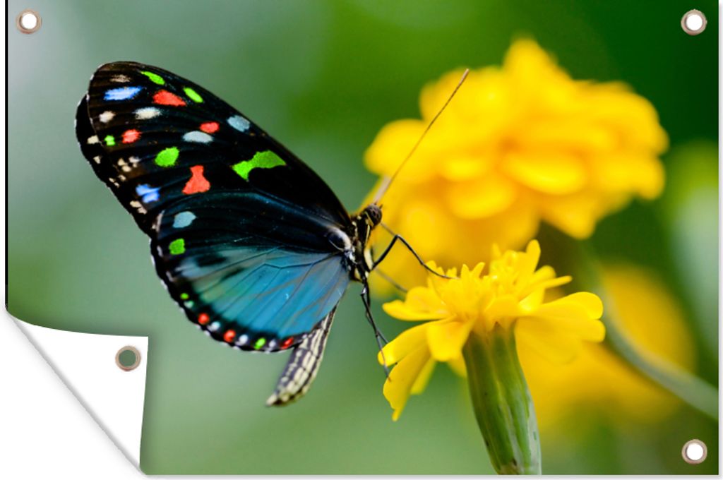 MuchoWow 60x40 cm Outdoor-Poster Gartendeko Sichtschutz Garten Poster für den Garten Schmetterling - Blume - Tier - Insekt