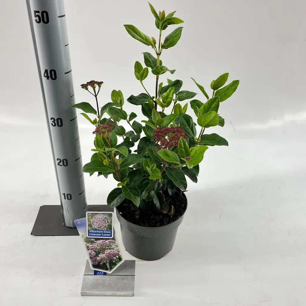 Viburnum tinus Lisarose idéal pour balcon et terrasse - Pot 30-35 cm