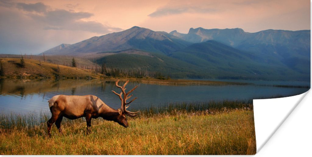 MuchoWow Poster Elche im Jasper-Nationalpark, Nordamerika 80x40 cm - Wanddeko