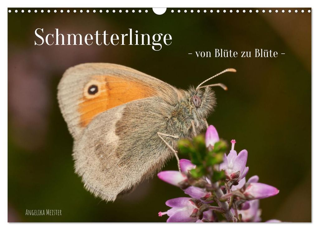 Schmetterlinge - von Blüte zu Blüte - (Wandkalender 2027 DIN A3 quer), CALVENDO Monatskalender