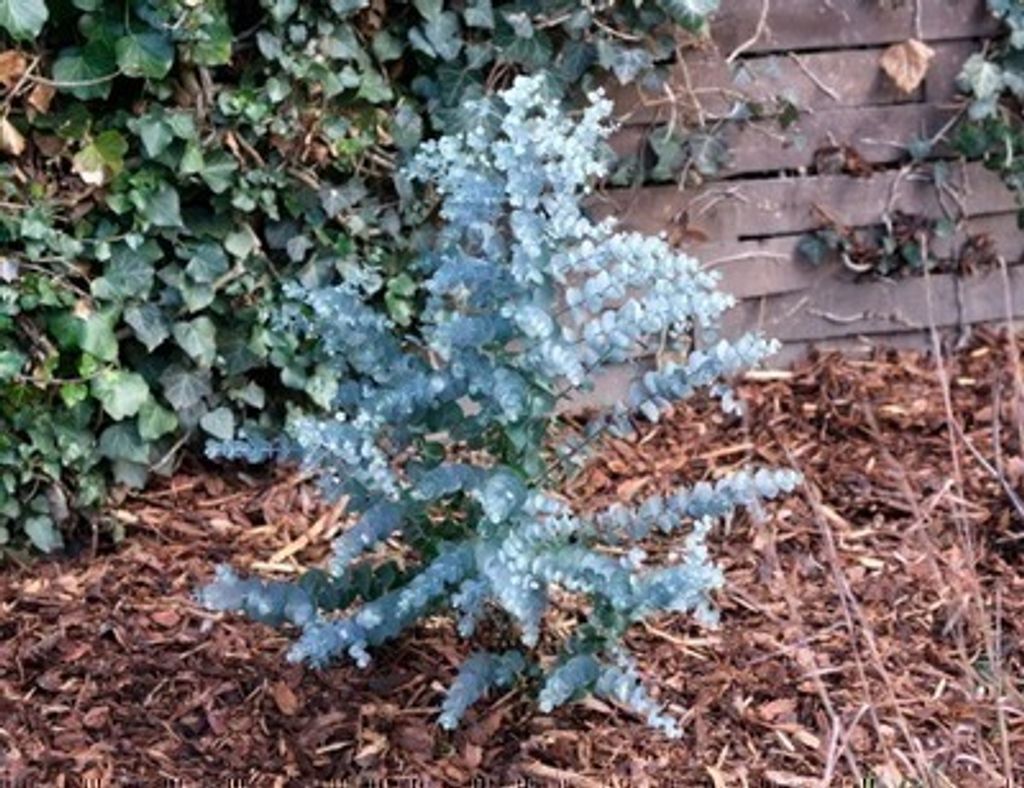 Eucalyptus gunnii 'Azurra' - Eukalyptus Azura 60- 80 cm Container