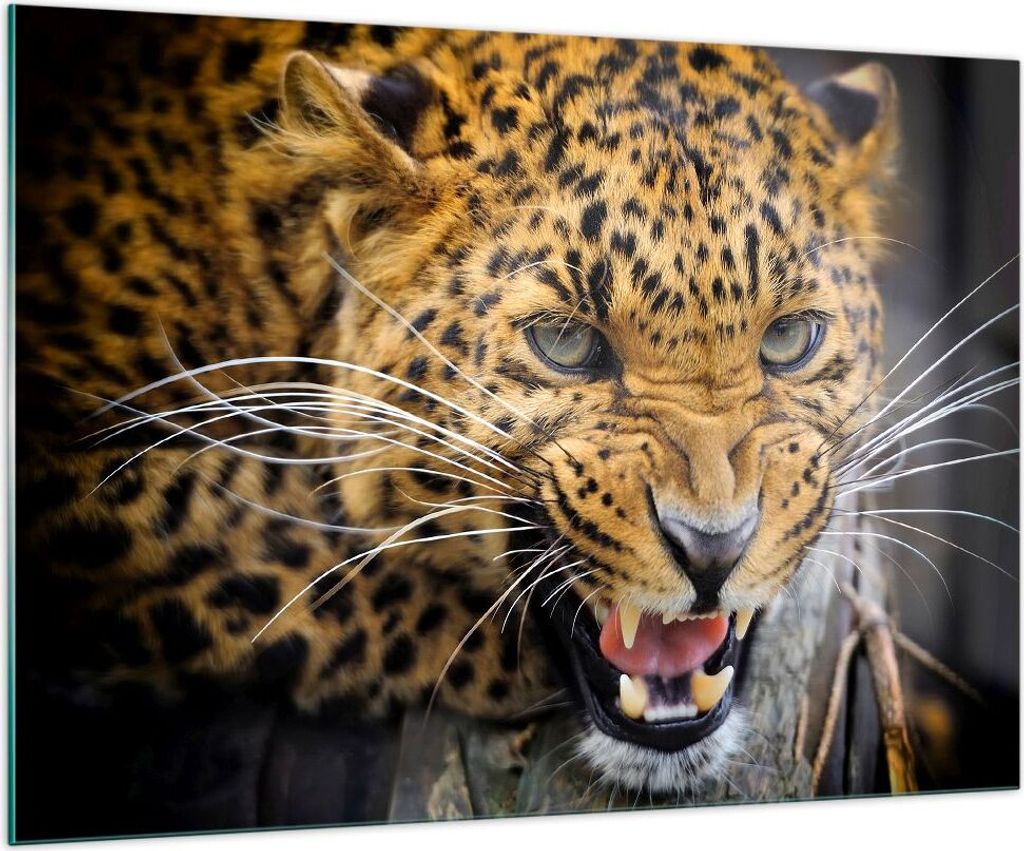 Bilder auf glas - Leopard tier savanne afrika - 100x70cm - Glasbilder - Wandbilder - Kunstdruck - zum Aufhängen bereit - Wanddekoration aus Glas -...