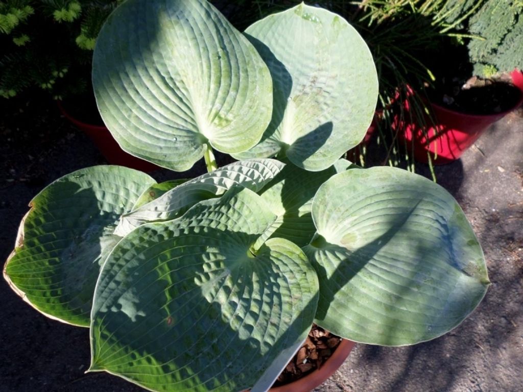 Funkie / Hosta Big Daddy - tiefblau, groß, Tb 11 Produktbild 
