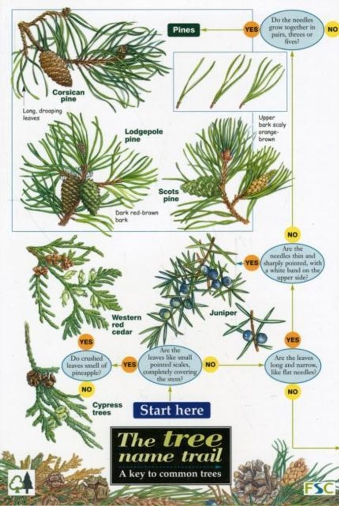 Tree Name Trail Map – Lingua: Inglese