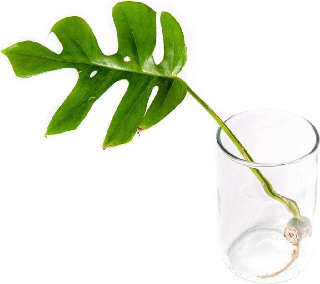 Gardners Monstera minima - odrezky na zakorenenie Obrázok produktu 