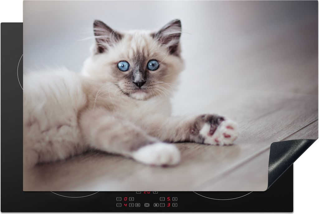 KitchenYeah Herdabdeckplatte Ein Ragdoll-Kätzchen liegt auf dem Boden , 81x52cm, Küche Deko, Glaskeramikkochfeld Herdabdeckung, Abdeckplatte f...