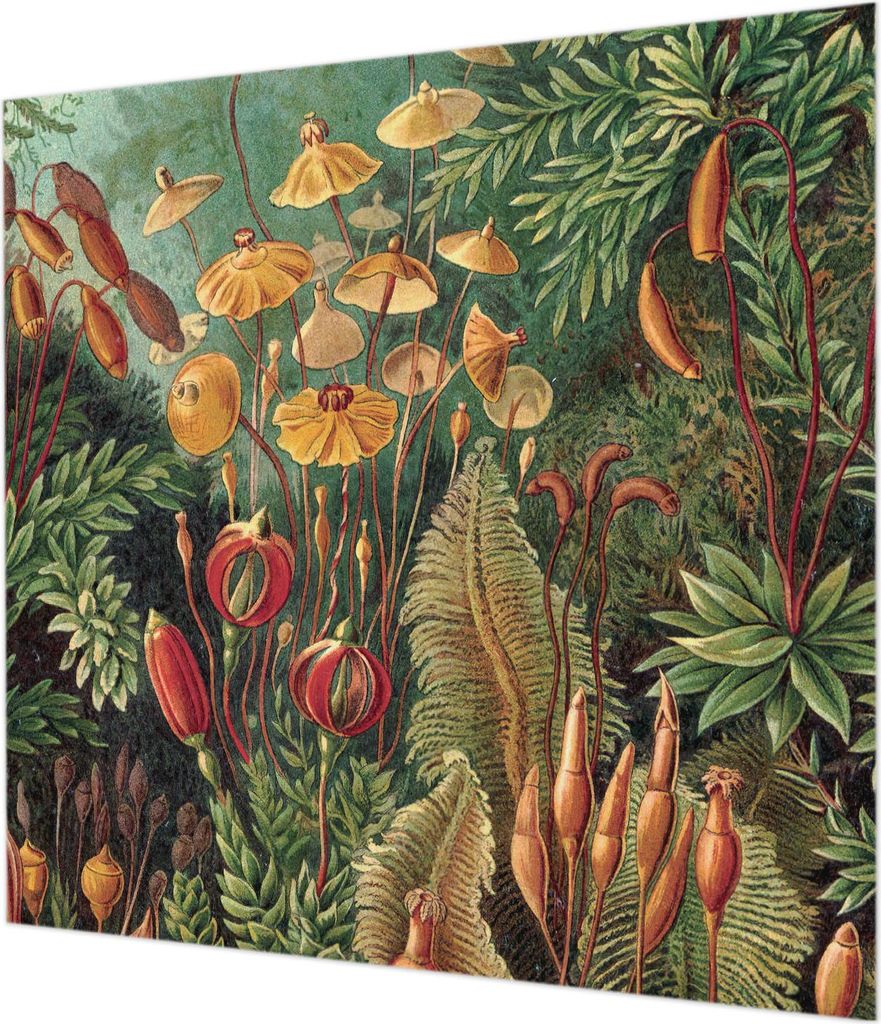 Wandtapete - Dekorative Tapete für Wohnzimmer - Tapetenfolie für Wanddekoration - 250x250 cm - Exotischer Garten