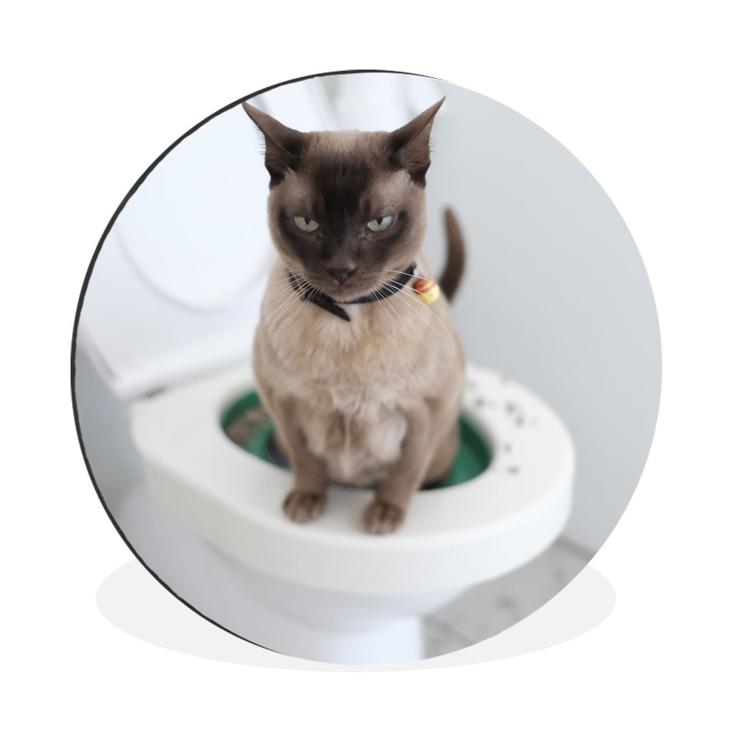 MuchoWow Aluminium Wandkreis Eine birmanische Katze sitzt auf der Toilette Ø 90 cm Wanddeko Modern Wohnzimmer - Mauerkreis - Wandbilder - Runde ...