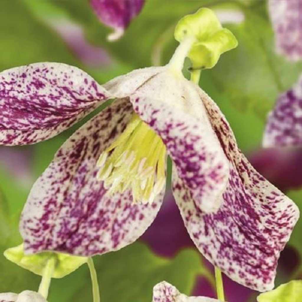 Clematis Freckles (Waldrebe) - Glockenförmige cremefarbene Blüten mit dunkelrot-rosa Sprenkeln | Mehrjährig Immergrüne Kletterpflanze - 1,5 Lit...