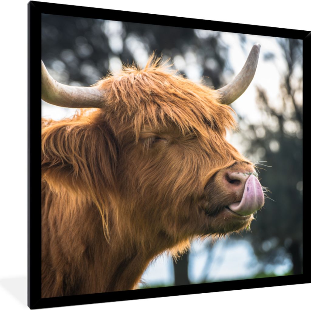 MuchoWow Gerahmtes Poster Schottischer Highlander - Nase - Baum 40x40 cm - Poster mit Schwarzem Bilderrahmen Wandposter Rahmen Foto Bilder - Mit ...