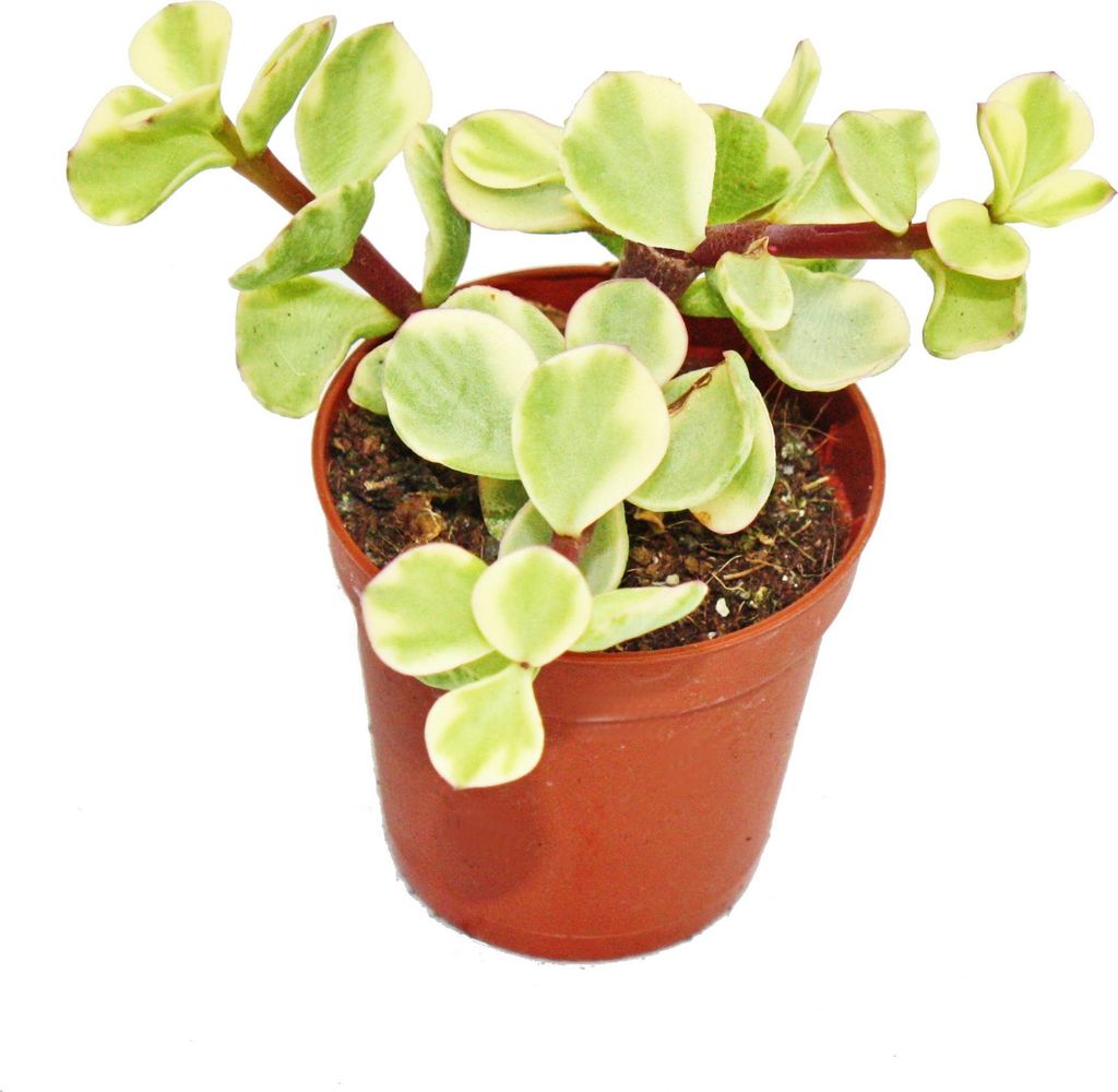 Portulacaria afra var. - Albero di giada - piccola pianta Immagine del prodotto 