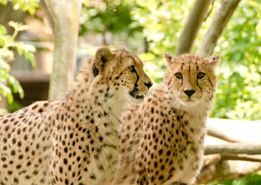 hansepuzzle 83124 - Geparden Puzzle, 260 Teile, Natur, 41,0 x 28,0cm mit hochwertiger Aufbewahrung, Kartonbox und wiederverschließbarem Beutel