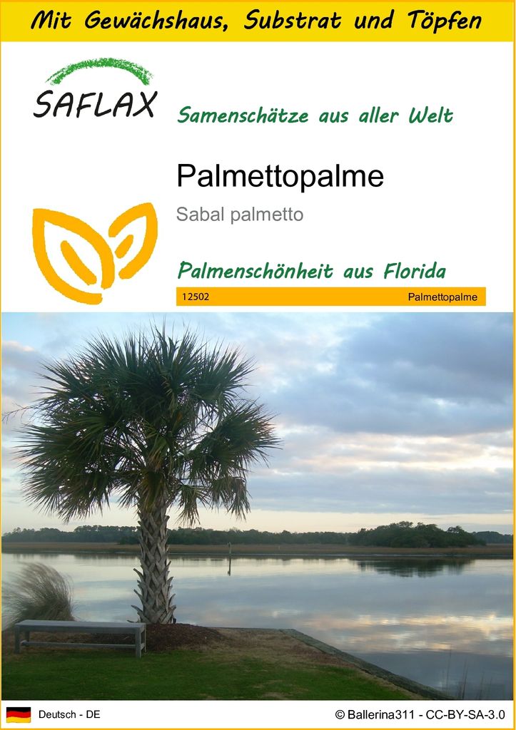 SAFLAX Anzucht Set - Palmettopalme - Sabal palmetto - 8 Samen - Mit Mini-Gewächshaus, Anzuchtsubstrat und 2 Töpfen