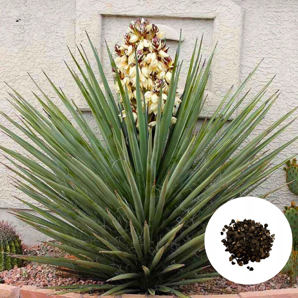 Yucca Torreyi Samen - 5er Pack - Winterhart bis -15°C - Produktbild 
