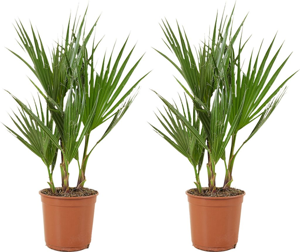 2er Set - Washingtonia Robusta - Mexikanische Fächerpalme - Palme - Winterharte Balkonpflanzen - Gartenpflanzen Winterhart - Höhe 50-70 cm - Topf...