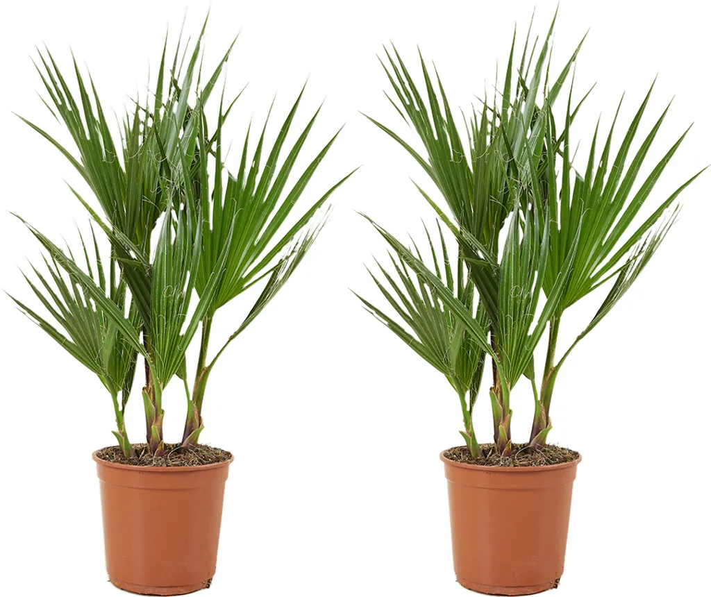 Palmier Washingtonia Robusta Décoration Terrasse Lot de 2 H50-60 cm