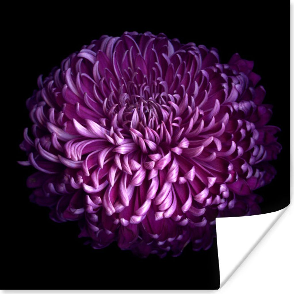 MuchoWow Poster Die Blätter einer lila Blume vor einem schwarzen Hintergrund 75x75 cm - Wand Dekoration