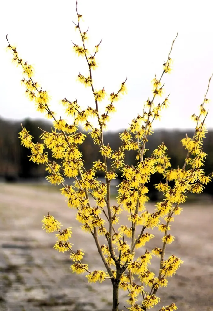 Hamamelis Promise fleurs jaunes lumineuses 40-60 cm plante de jardin