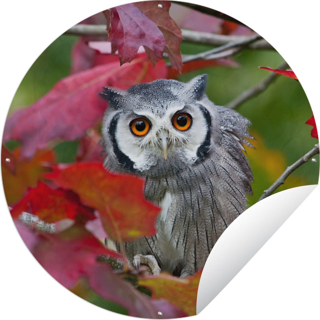MuchoWow Gartenposter Outdoor-Poster Rund Eule - Vogel - Laub - Herbst Ø 60 cm Gartendeko Rundes Poster draußen