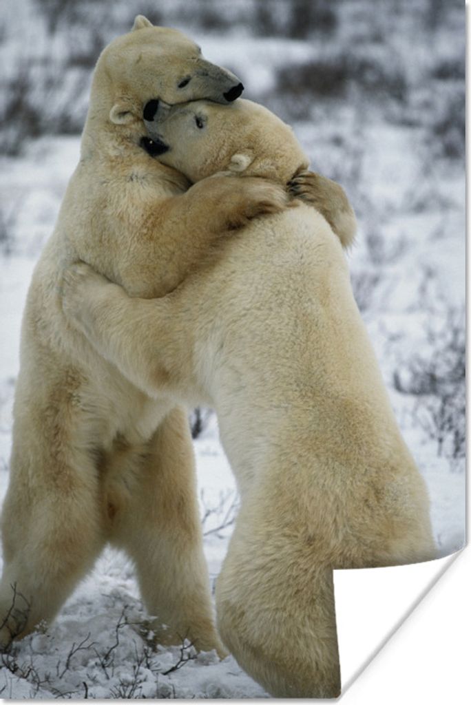 MuchoWow Poster Eisbären - Kämpfen - Mantel 40x60 cm - Plakate für die Wand - Poster Babyzimmer