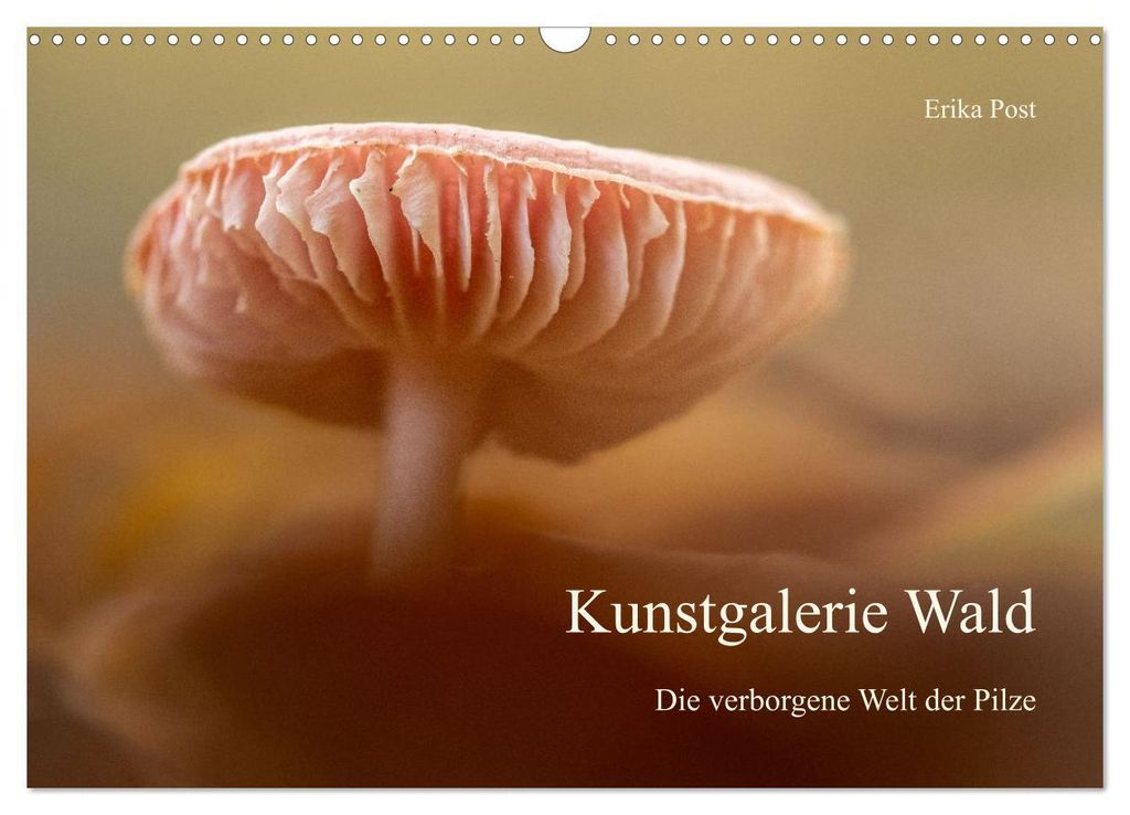 Kunstgalerie Wald - die verborgene Welt der Pilze Produktbild 