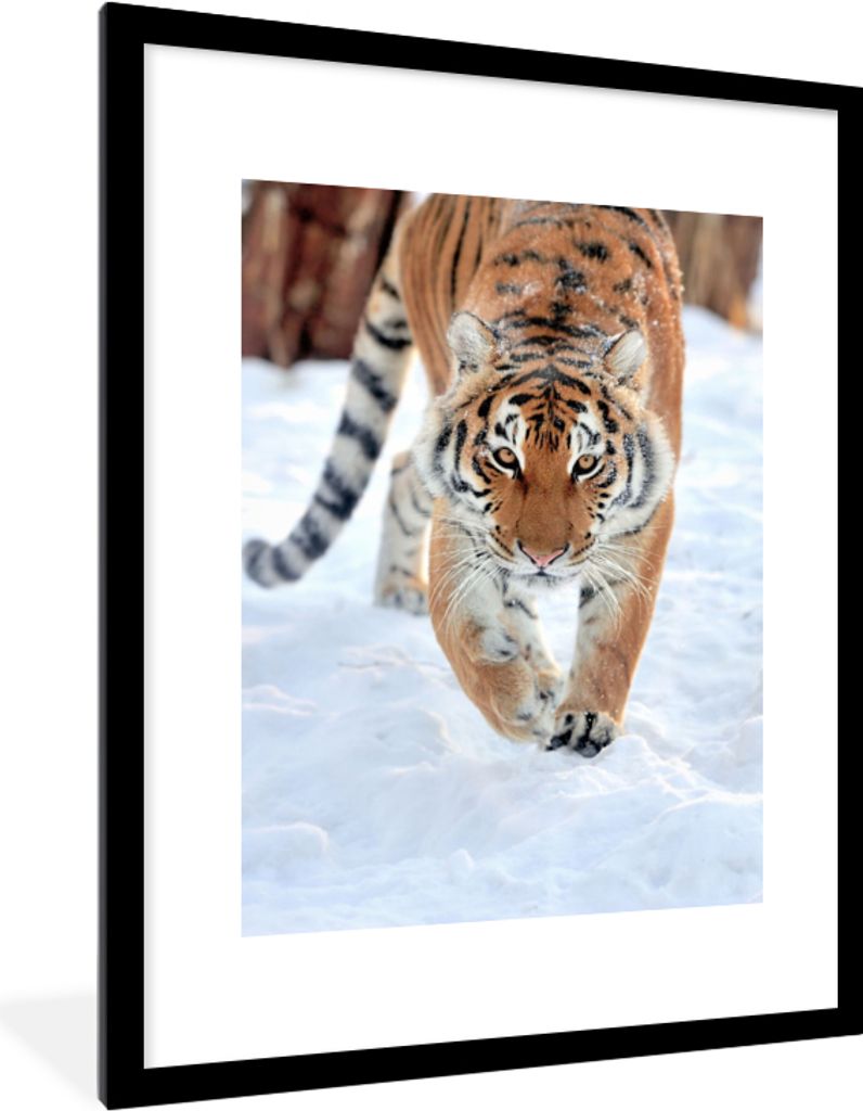 MuchoWow Gerahmtes Poster Tiger - Schnee - Tiere 60x80 cm - Poster mit Schwarzem Bilderrahmen Wandposter Rahmen Foto Bilder - Wohnzimmer - Dekora...